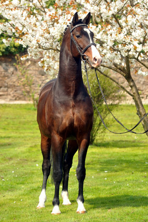 Prmienhengst SHAVALOU v. Freudenfest u.d. Elitestute Schwalbenspiel v. Exclusiv - 14. April 2012 - Foto: Beate Langels - Trakehner Gestt Hmelschenburg