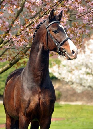 Prmienhengst SHAVALOU v. Freudenfest u.d. Elitestute Schwalbenspiel v. Exclusiv - 14. April 2012 - Foto: Beate Langels - Trakehner Gestt Hmelschenburg