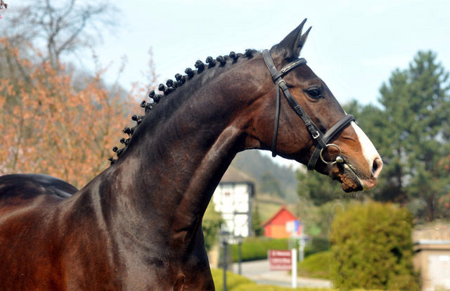 Prmienhengst SHAVALOU v. Freudenfest u.d. Elitestute Schwalbenspiel v. Exclusiv - 14. April 2012 - Foto: Beate Langels - Trakehner Gestt Hmelschenburg