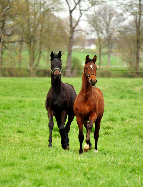 Jhrlingshengste von Saint Cyr von High Motion Mitte April 2020 in Hmelschenburg - Trakehner Gestt Hmelschenburg - Beate Langels