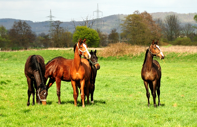 Hengstfohlen von High Motion u.d. Pr.u.StPrSt. Tavolara v. Exclusiv
 - Trakehner Gestt Hmelschenburg - Beate Langels