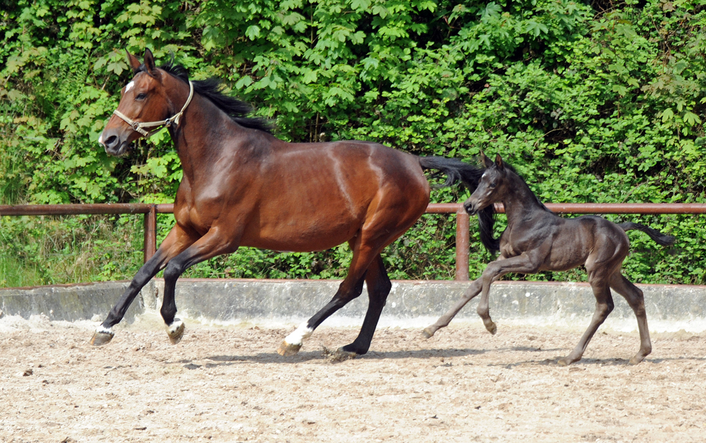 Stutfohlen v. Saint Cyr u.d. Pr.St. Schwalbenland by Touch my Heart - Foto: Beate Langels