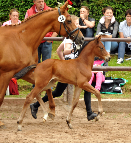 Trakehner Hengstfohlen von Oliver Twist - Tanzmeister - Saint Cloud, Foto: Beate Langels - Trakehner Gestt Hmelschenburg