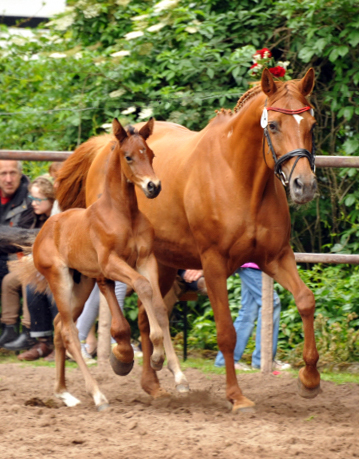 Trakehner Hengstfohlen von Oliver Twist - Tanzmeister - Saint Cloud, Foto: Beate Langels - Trakehner Gestt Hmelschenburg