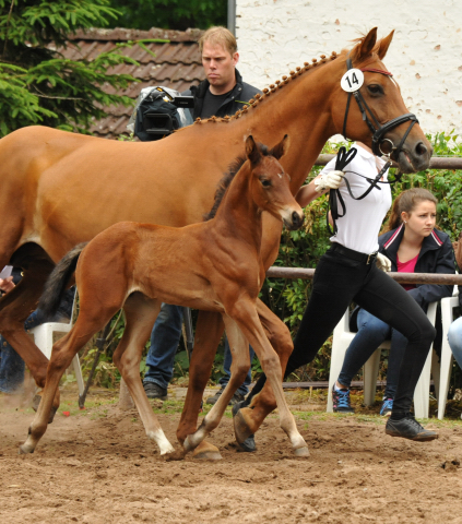Trakehner Hengstfohlen von Oliver Twist - Tanzmeister - Saint Cloud, Foto: Beate Langels - Trakehner Gestt Hmelschenburg