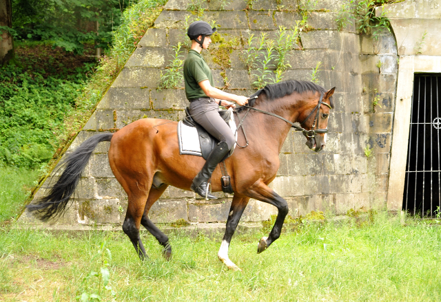 Johann und Freudenfest - Gestt Hmelschenburg - Foto: Beate Langels -  
Trakehner Gestt Hmelschenburg