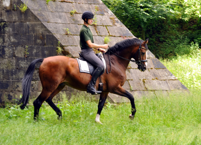 Johann und Freudenfest - Gestt Hmelschenburg - Foto: Beate Langels -  
Trakehner Gestt Hmelschenburg