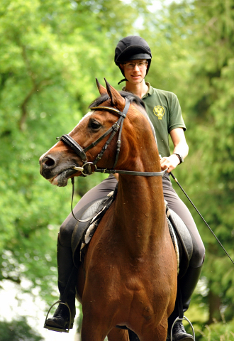 Johann und Freudenfest - Gestt Hmelschenburg - Foto: Beate Langels -  
Trakehner Gestt Hmelschenburg
