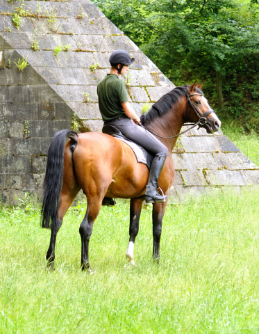 Johann und Freudenfest - Gestt Hmelschenburg - Foto: Beate Langels -  
Trakehner Gestt Hmelschenburg