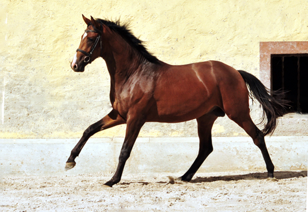 2jhriger Hengst v. Saint Cyr u.d. Pr.u.StPrSt. Karena v. Freudenfest - Foto: Beate Langels -  
Trakehner Gestt Hmelschenburg