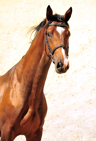 2jhriger Hengst v. Saint Cyr u.d. Pr.u.StPrSt. Karena v. Freudenfest - Foto: Beate Langels -  
Trakehner Gestt Hmelschenburg