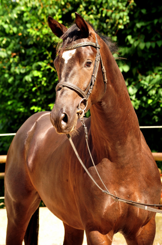 Zweijhriger Hengst von Saint Cyr u.d. Greta Garbo - 14. Juli 2016  - Foto: Beate Langels -
Trakehner Gestt Hmelschenburg