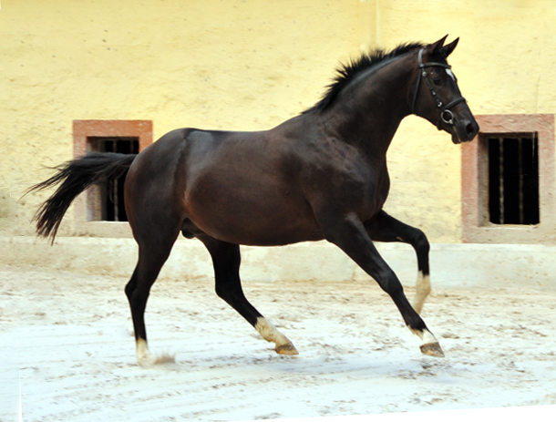 Zweijhriger Hengst von Saint Cyr u.d. Greta Garbo - 14. Juli 2016  - Foto: Beate Langels -
Trakehner Gestt Hmelschenburg