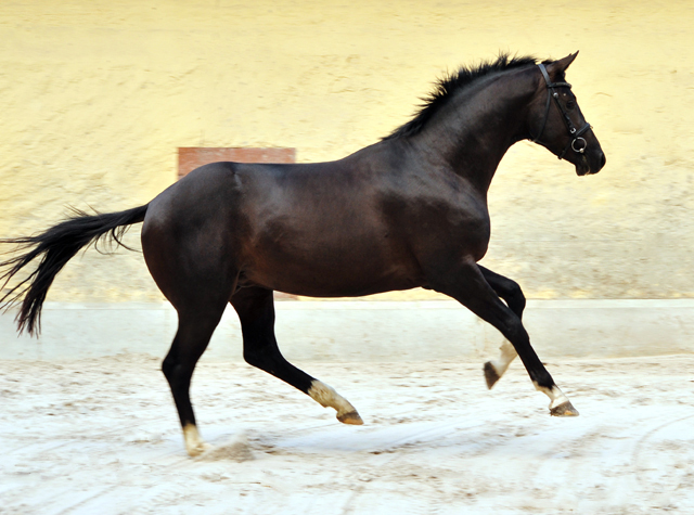 Zweijhriger Hengst von Saint Cyr u.d. Greta Garbo - 14. Juli 2016  - Foto: Beate Langels -
Trakehner Gestt Hmelschenburg