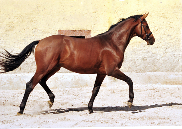 2jhriger Hengst v. Saint Cyr u.d. Pr.u.StPrSt. Karena v. Freudenfest - Foto: Beate Langels -  
Trakehner Gestt Hmelschenburg