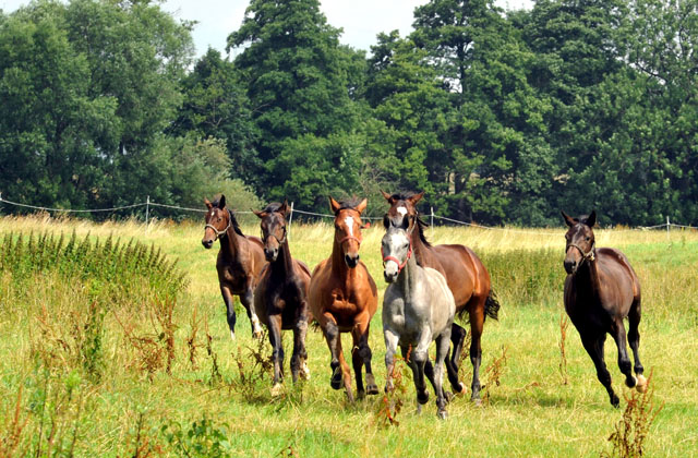 Jhrlingshengste in den Emmerauen - Trakehner Gestt Hmelschenburg