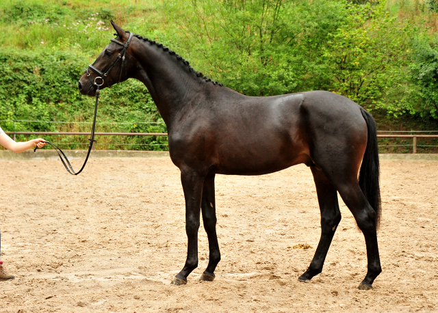 2j hriger Hengst v. Saint Cyr x Summertime x Matador - Foto: Beate Langels