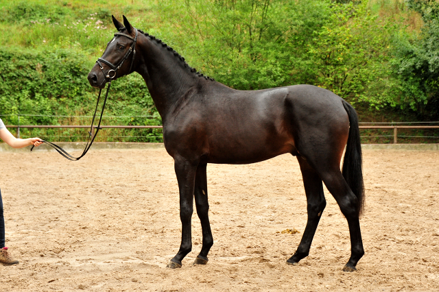 2j hriger Hengst v. Saint Cyr x Summertime x Matador - Foto: Beate Langels