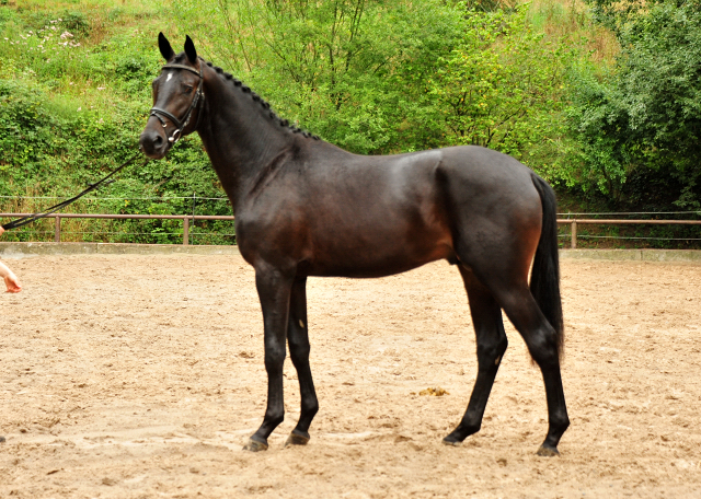 2j hriger Hengst v. Saint Cyr x Summertime x Matador - Foto: Beate Langels