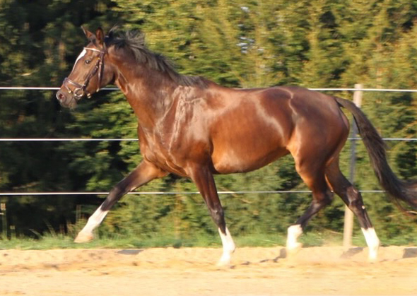 Trakehner Stute Gloria Gaynor von Saint Cyr u.d. Greta Garbo v. Alter Fritz und Pamela Sonnleitner, Gestt Hmelschenburg - Beate Langels