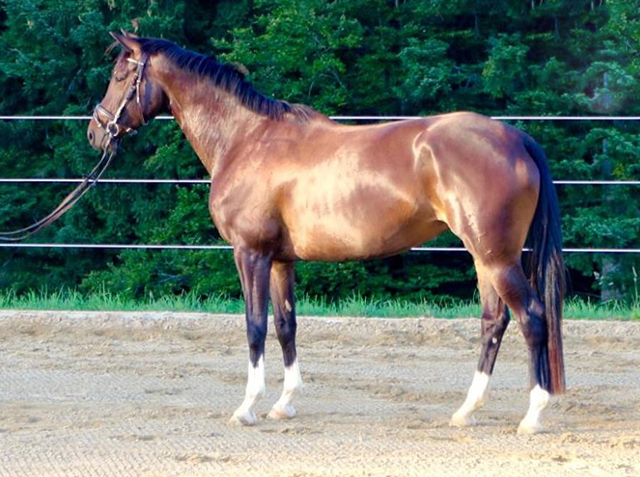 Trakehner Stute Gloria Gaynor von Saint Cyr u.d. Greta Garbo v. Alter Fritz und Pamela Sonnleitner, Gestt Hmelschenburg - Beate Langels