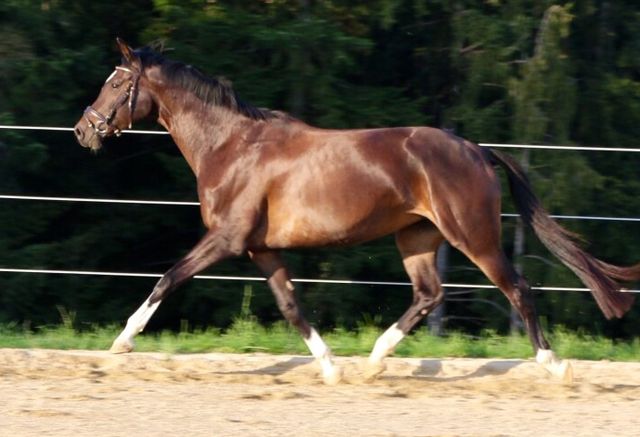 Trakehner Stute Gloria Gaynor von Saint Cyr u.d. Greta Garbo v. Alter Fritz und Pamela Sonnleitner, Gestt Hmelschenburg - Beate Langels