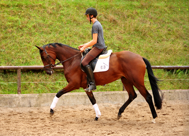 3jhrige Stute Valenta v. Oliver Twist u.d. ESt. Vittoria v. Showmaster - Trakehner Gestt Hmelschenburg - 
Foto: Beate Langels