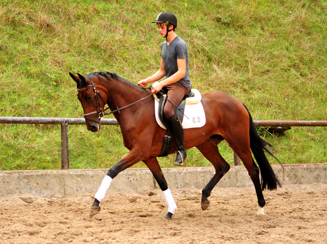 3jhrige Stute Valenta v. Oliver Twist u.d. ESt. Vittoria v. Showmaster - Trakehner Gestt Hmelschenburg - 
Foto: Beate Langels
