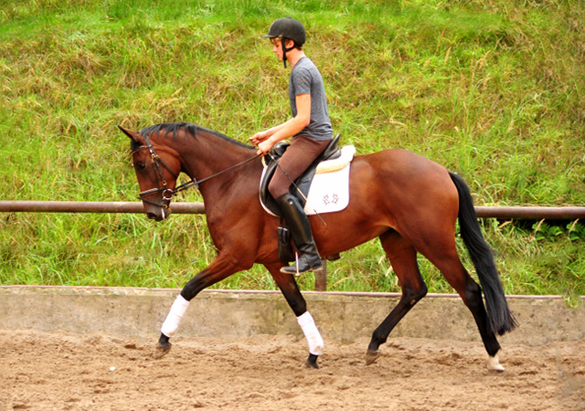 3jhrige Stute Valenta v. Oliver Twist u.d. ESt. Vittoria v. Showmaster - Trakehner Gestt Hmelschenburg - 
Foto: Beate Langels