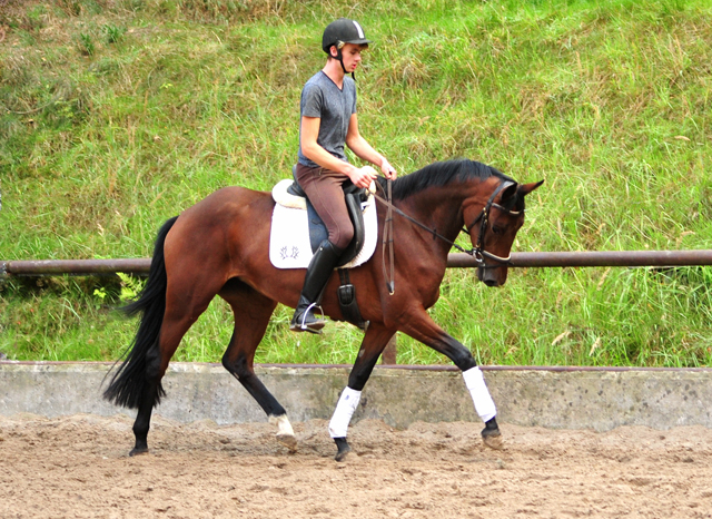 3jhrige Stute Valenta v. Oliver Twist u.d. ESt. Vittoria v. Showmaster - Trakehner Gestt Hmelschenburg - Foto: Beate Langels