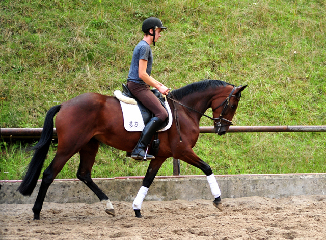 3jhrige Stute Valenta v. Oliver Twist u.d. ESt. Vittoria v. Showmaster - Trakehner Gestt Hmelschenburg - 
Foto: Beate Langels