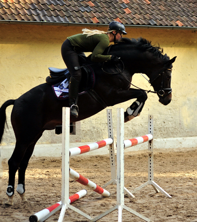 Saint Cyr v. Kostolany u.d. Elitestute Schwalbenspiel v. Exclusiv  - Foto: Beate Langels -  
Trakehner Gestt Hmelschenburg