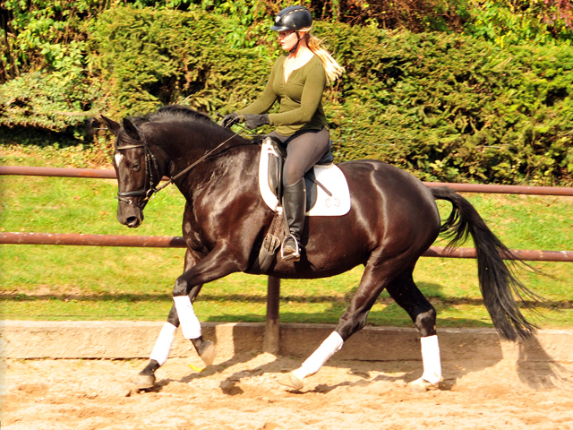 14. Oktober 2016 - Trakehner Gestt  Hmelschenburg - Beate Langels