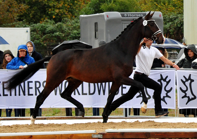 Prmienhengst Goldfieber von Le Rouge u.d. Prmienstute Gardema von Shavalou - Kostolany - Gestt Schplitz - Bernhard Langels - Foto: Beate Langels