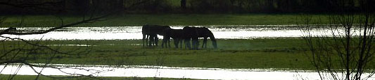 Die Junghengste waren im Hochwasser eingeschlossen