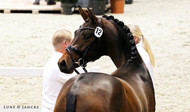 in Neumnster gekrt: Karakallis von High Motion - Trakehner Gestt Hmelschenburg - Foto: Lune Jancke