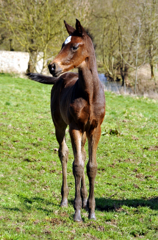 Valentine v. High Motion u.d. Elitestute Vicenza v. Showmaster - Gestt Hmelschenburg - Beate Langels