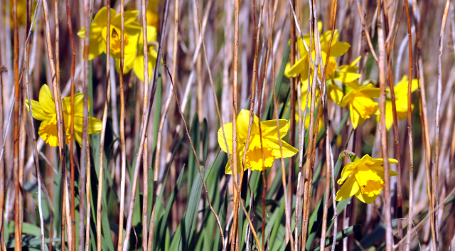 Gestt Hmelschenburg - Beate Langels