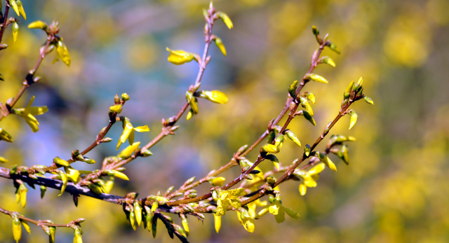 Gestt Hmelschenburg - Beate Langels