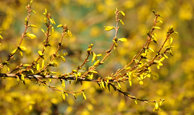 Gestt Hmelschenburg - Beate Langels