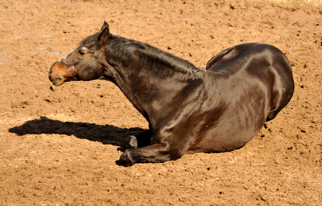 Exclusiv geniet ein Sandbad - Gestt Hmelschenburg - Beate Langels