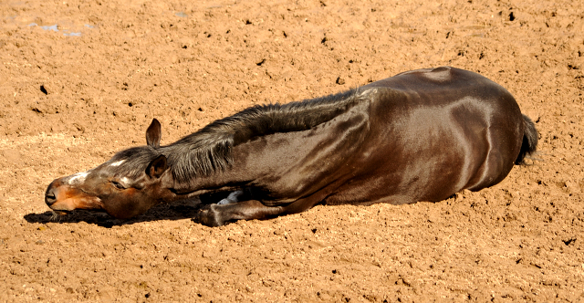 Exclusiv geniet ein Sandbad - Gestt Hmelschenburg - Beate Langels