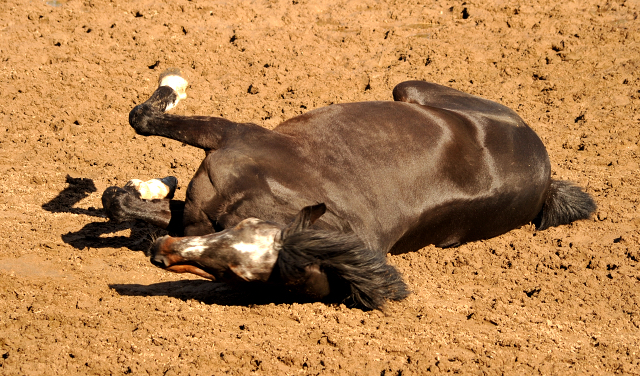 Exclusiv geniet ein Sandbad - Gestt Hmelschenburg - Beate Langels