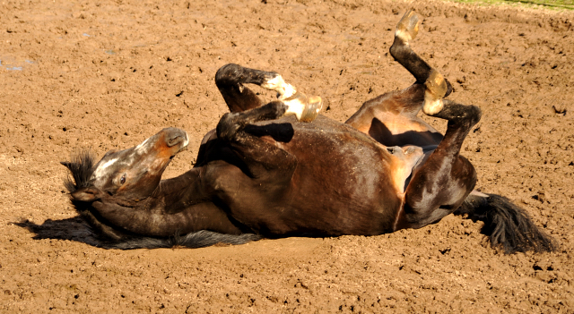 Exclusiv geniet ein Sandbad - Gestt Hmelschenburg - Beate Langels