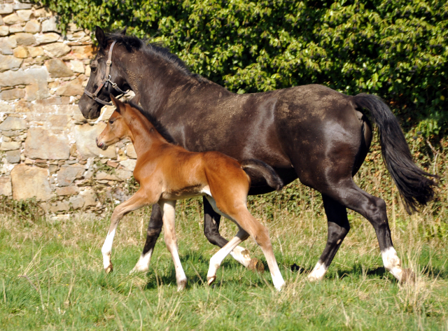 6 Tage alt: Trakehner Stutfohlen von High Motion u.d. Greta Garbo v. Alter Fritz, Gestt Hmelschenburg - Beate Langels
