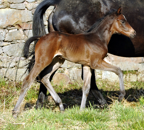 Stutfohlen von High Motion u.d. Elitestute Vicenza v. Showmaster - Foto Beate Langels - Gestt Schplitz