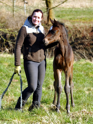 Stutfohlen von High Motion u.d. Elitestute Vicenza v. Showmaster - Foto Beate Langels - Gestt Schplitz
