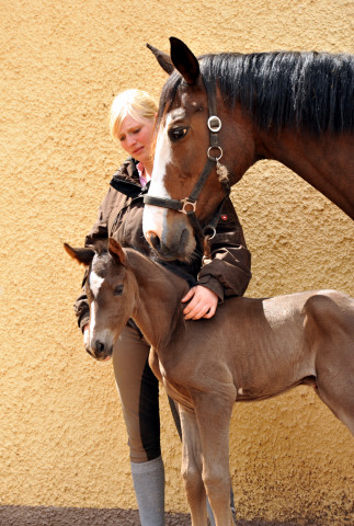 Stutfohlen von Saint Cyr u.d. Pr.St. Tavolara v. Exclusiv - Trakehner Gestt Hmelschenburg Beate Langels