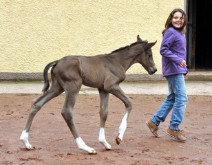 Stutfohlen von Saint Cyr u.d. Pr.St. Tavolara v. Exclusiv - Trakehner Gestt Hmelschenburg Beate Langels