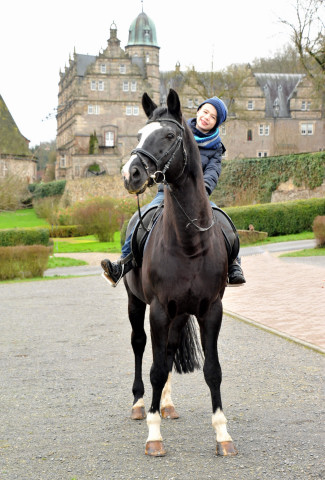 Jasper (7) und der Hmelschenburger Vererber Alter Fritz - Gestt Hmelschenburg im Dezember 2014, Foto: Beate Langels, 
Trakehner Gestt Hmelschenburg - Beate Langels